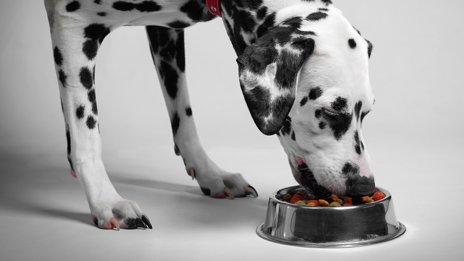 Nutrición Equilibrada para Mascotas: Las Mejores Apps de Nutrición para Mascotas Reveladas