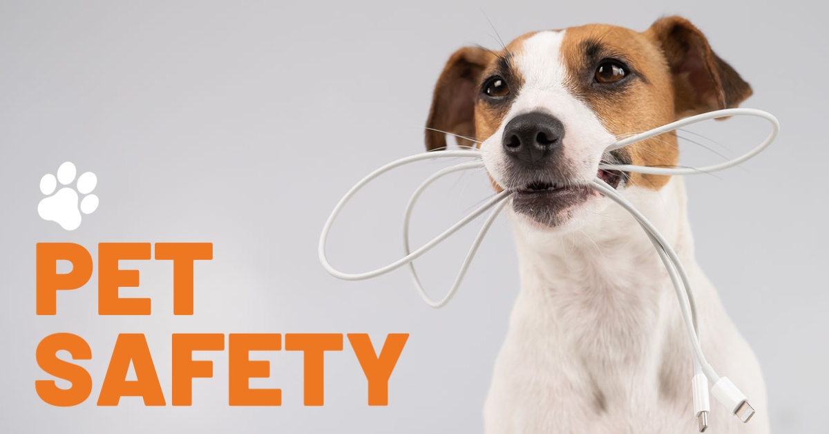 Seguridad Primero: Las Apps de Seguridad Para Mascotas Imprescindibles Que Necesitas